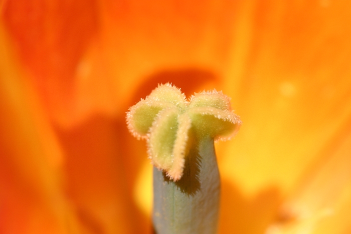 Tulipes a Morges - 143